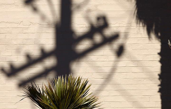 Desert plant with tan brick wall in background and sun casting shadow of power line