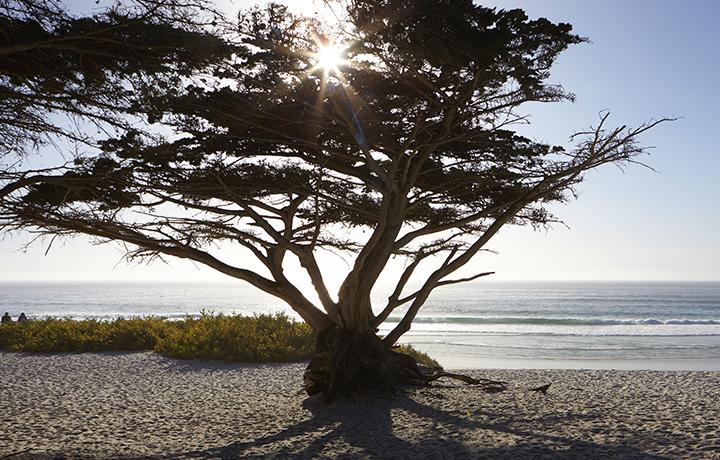 Large tree on beach with sun shining through leaves and ocean in background
